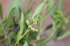 Dodonaea viscosa